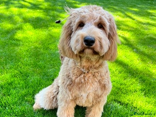 Australian Labradoodle dogs Multigen Australian Labradoodle Puppies - Advert 3