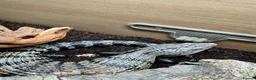 Skink reptiles for sale: Blue tongue skink with setup for rehome  in Nottingham - Advert 7