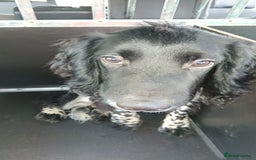 English Springer Spaniel dogs for sale: 11 month Male spaniel  - Image 3