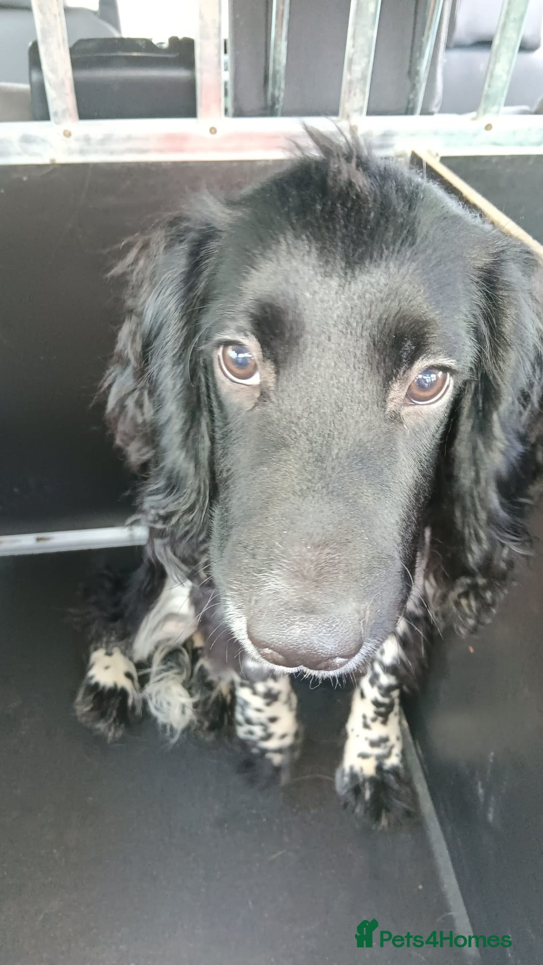 English Springer Spaniel dogs for sale: 11 month Male spaniel  - Image 3