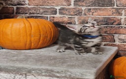 Mixed Breed cats for sale: Cute Bengal mix Kittens looking for loving homes🐱 - Image 36