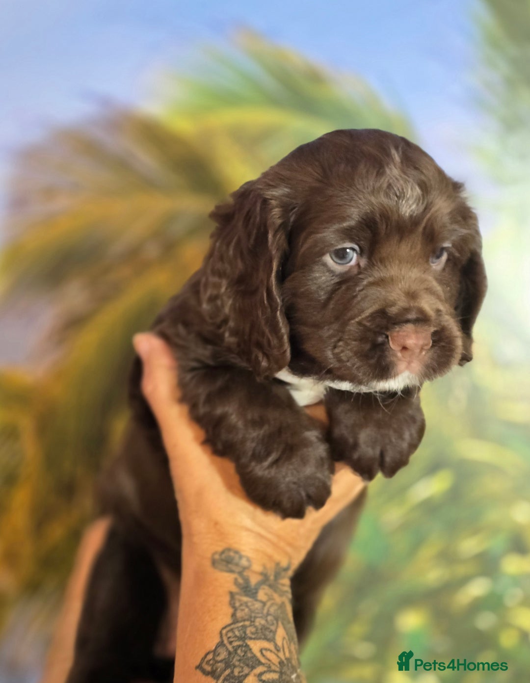 Sprocker dogs for sale: Sproker last beautiful chocolate boy.   - Image 37