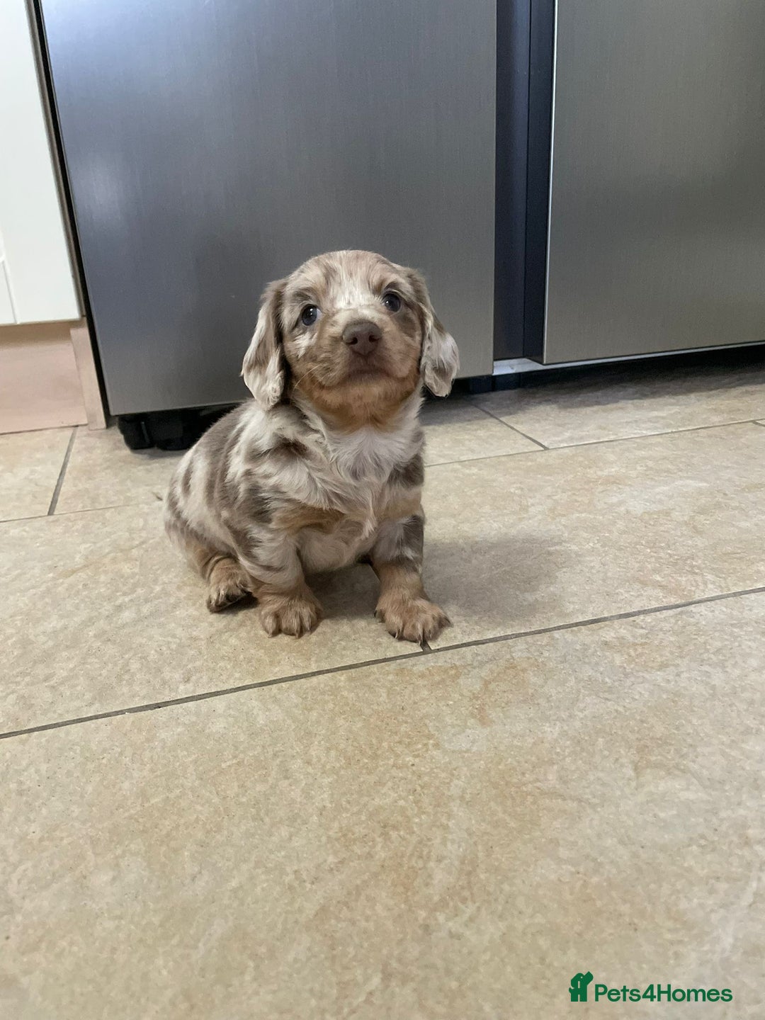 Miniature Dachshund dogs for sale: Long hair, Isabella and tan dapple / piebold  - Advert 2