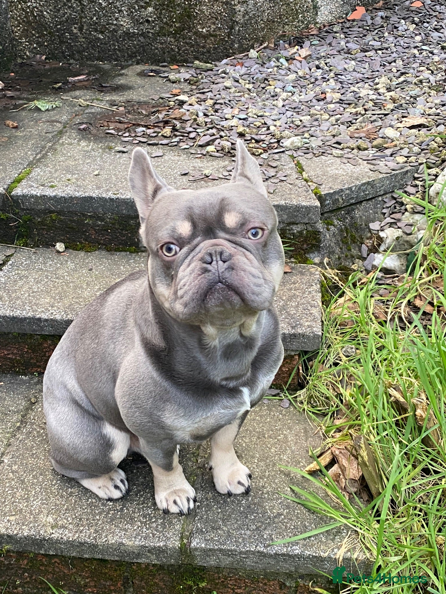 French Bulldog dogs Blue&Tan French Bulldog ready for stud - Advert 1