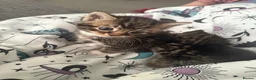 Mixed Breed cats for sale: Kittens for sale in Sheerness - Advert 4