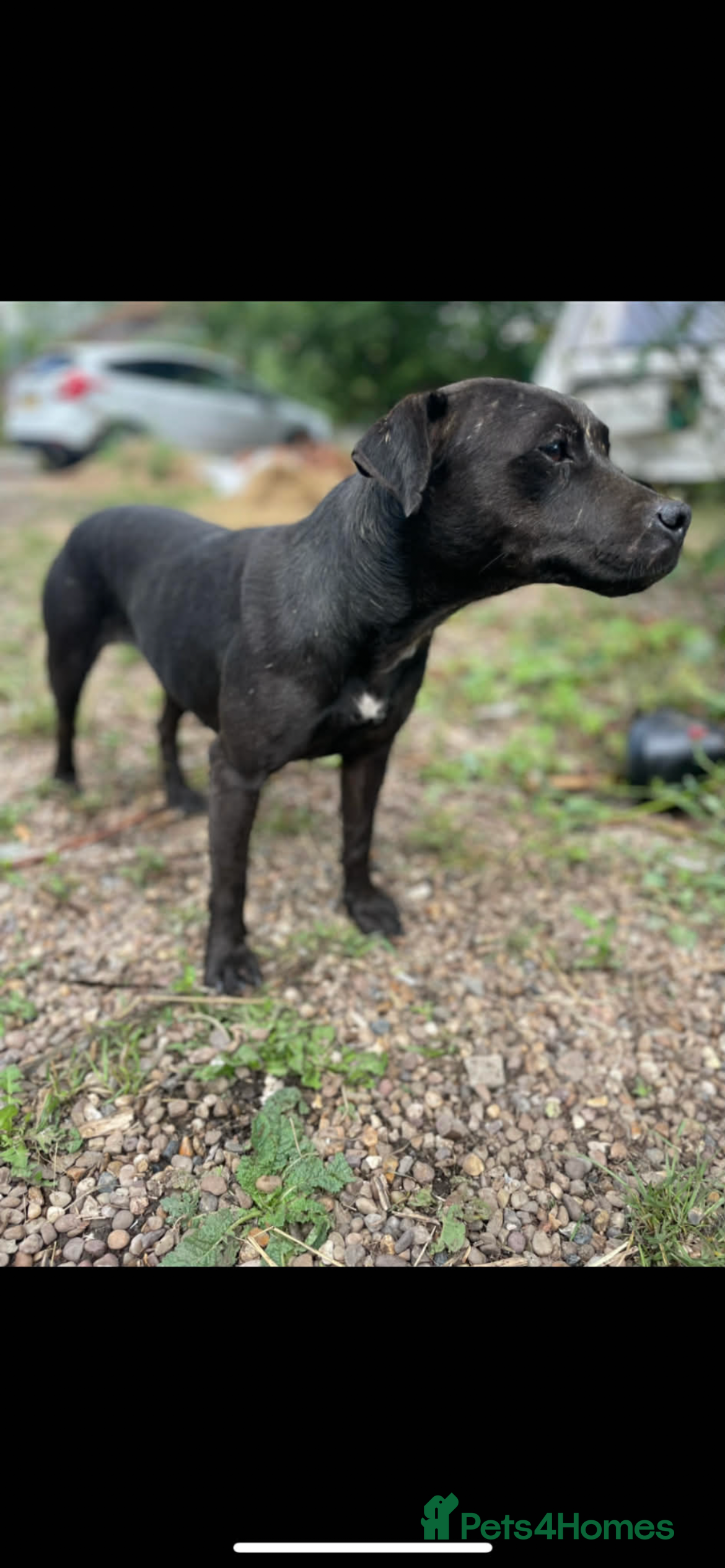 Patterdale Terrier dogs Patterdale terrier pups  - Advert 8