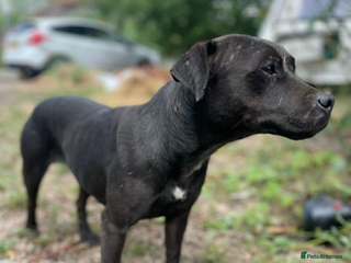 Patterdale Terrier dogs Patterdale terrier pups - Advert 4