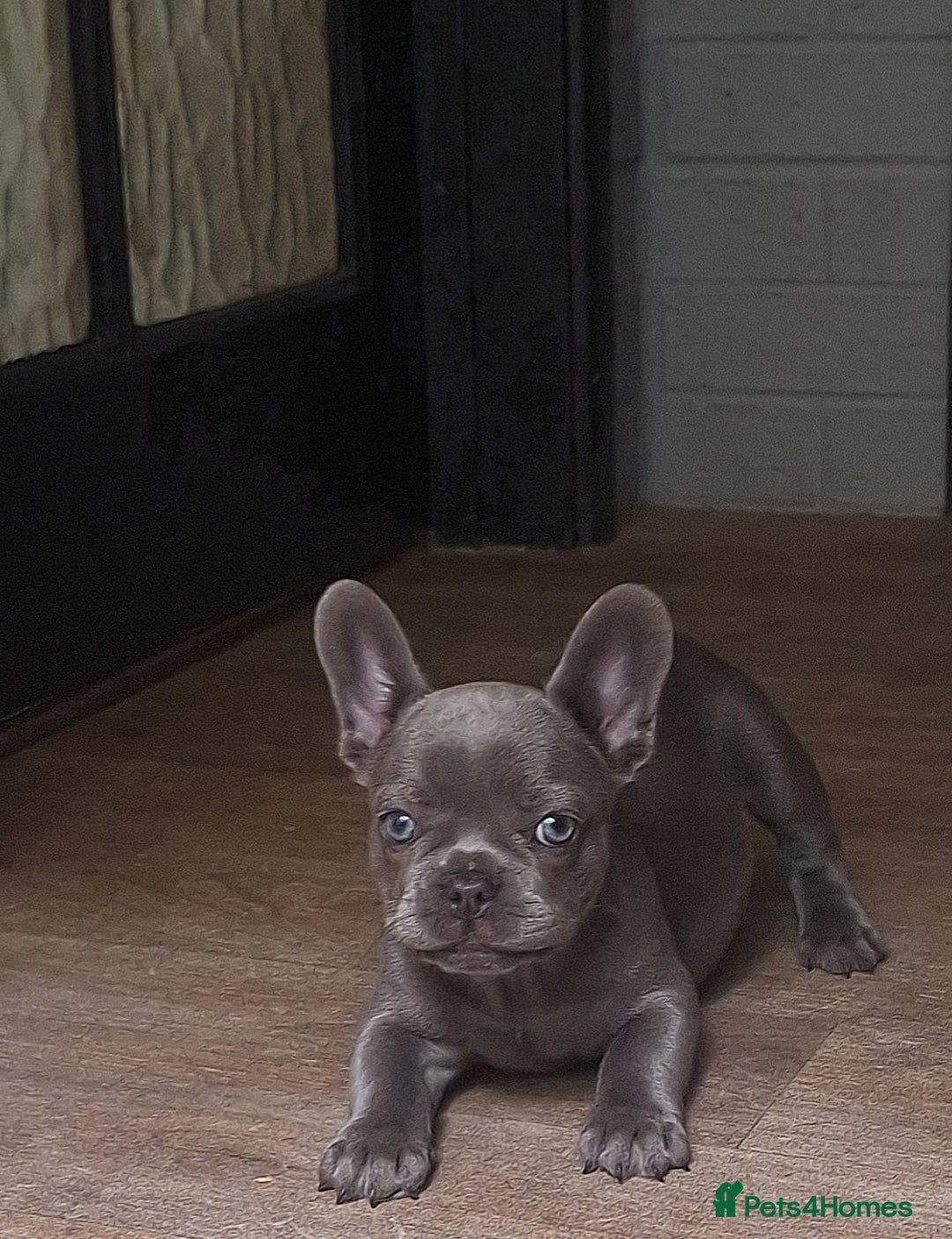French Bulldog dogs for sale: Family Raised French Bulldog Girls - Image 11