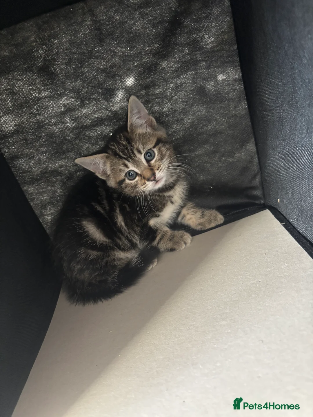 Domestic Shorthair cats for sale: 2 m 2fm ginger kitten 2fm,1m dark stripe in Coatbridge - Advert 2