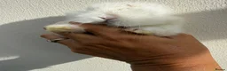 Mini Lop rabbits for sale: 2 Purebred minilop bucks *Available to Reserve* - Advert 3
