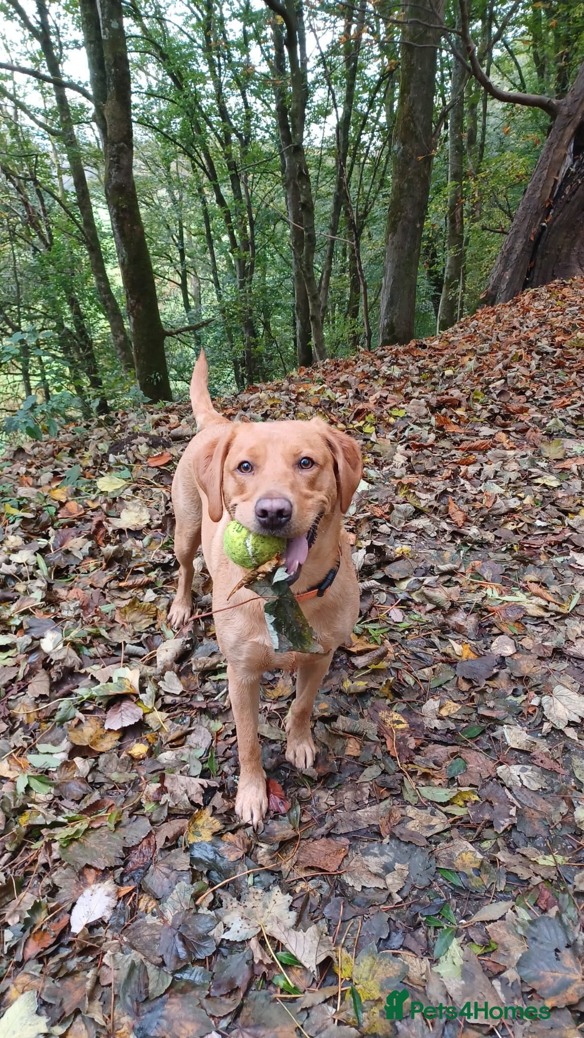 Labrador Retriever dogs Redfox Labrador  - Advert 6