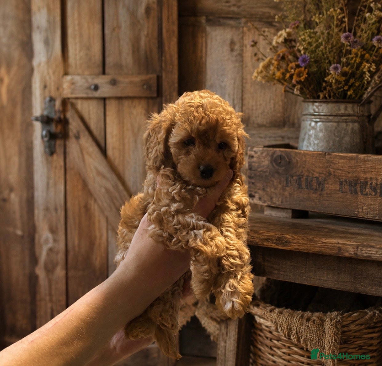 Cockapoo dogs Toy cockapoo F1bbb - Advert 1