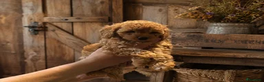 Cockapoo 3