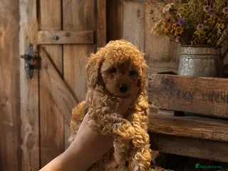 Cockapoo dogs Toy cockapoo F1bbb - Advert 1
