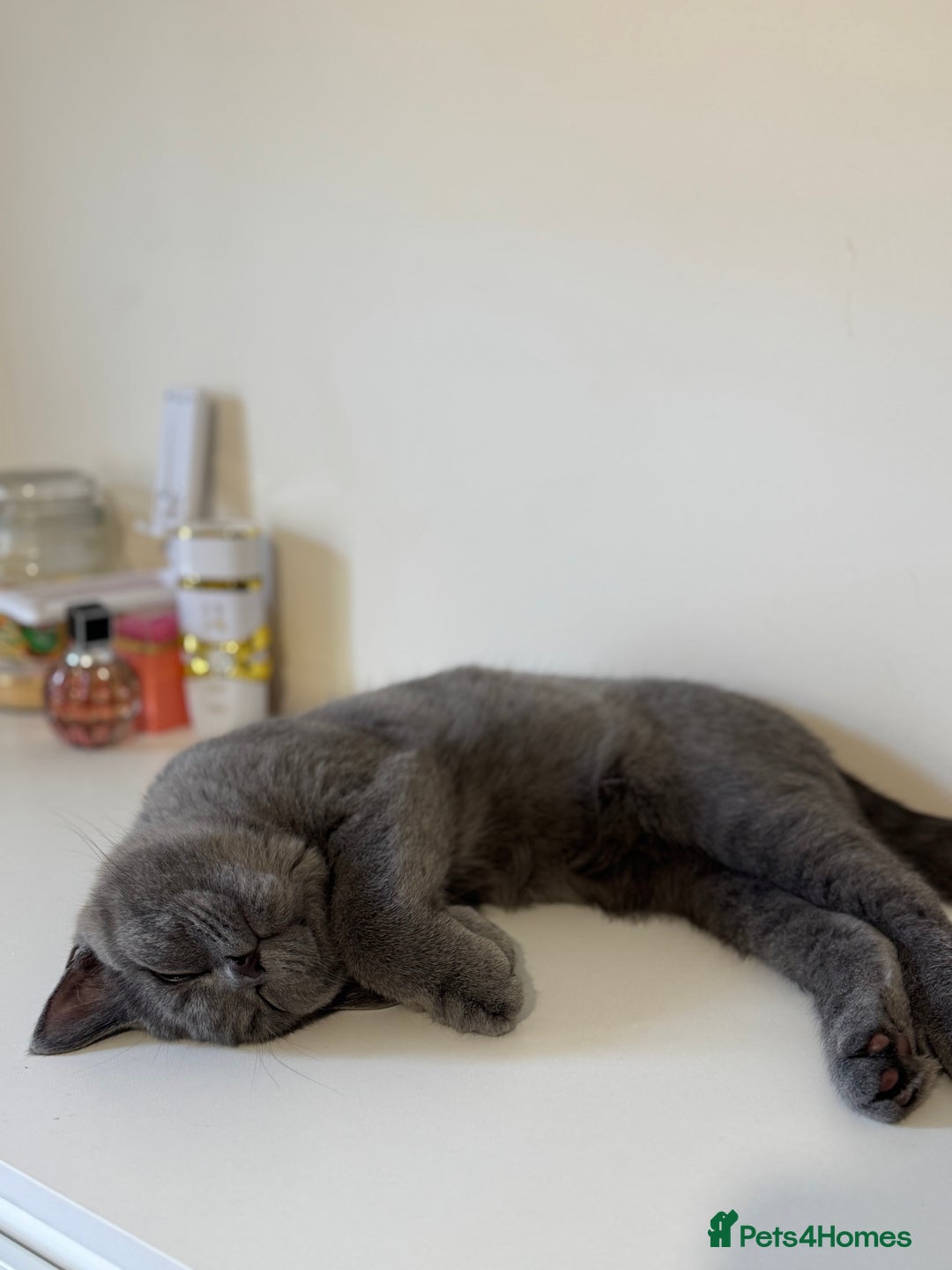 British Shorthair cats for sale: Fluffy British shorthair-perfect family companion  - Advert 3