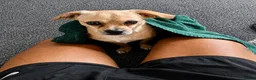 Mixed Breed dogs for sale: Extremely Reluctant Sale, Gorgeous Loving Pup - Advert 12