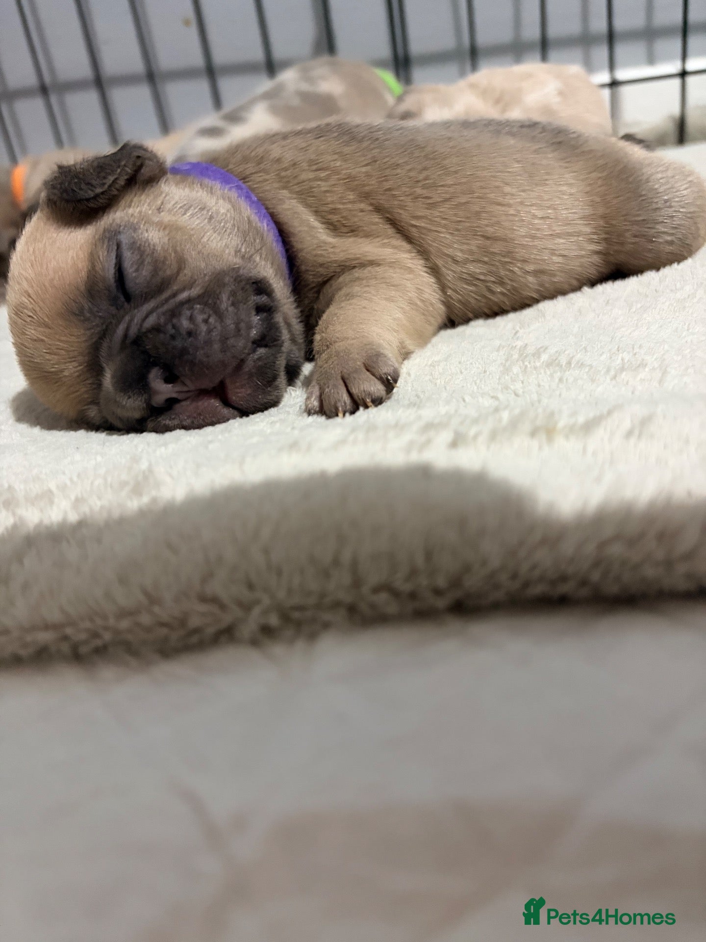 French Bulldog dogs for sale: 🔥🔥🐾🐾🔥🔥1 Female & 4 Males Left 🔥🔥🐾🐾🔥🔥 - Advert 23