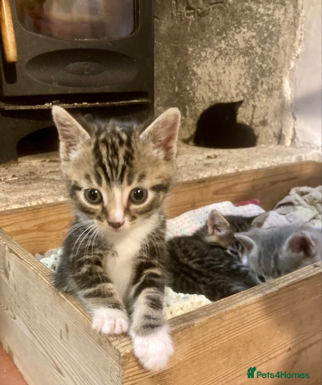 Ragdoll cats for sale: GORGEOUS Ragdoll X kittens  - Advert 3