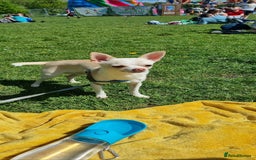 Chihuahua dogs for sale: Simba - Image 1