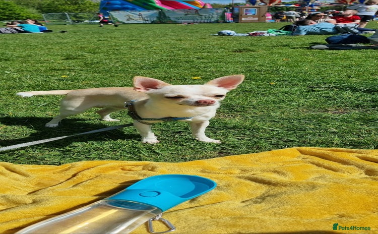 Chihuahua dogs - Advert 10