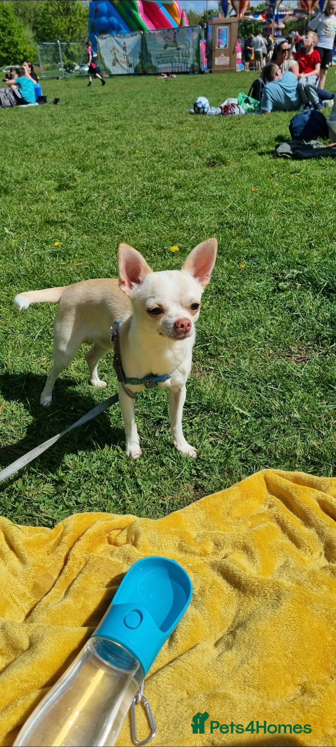 Chihuahua dogs for sale: Simba - Image 1