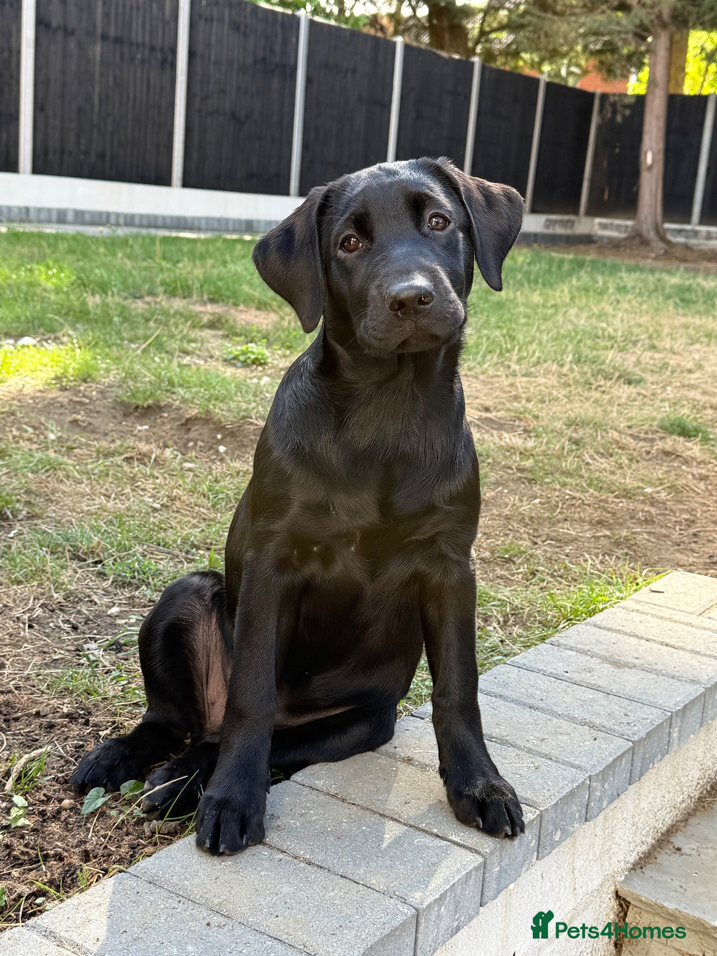 Labrador Retriever dogs for sale: Ready Now - Gorgeous Black Labrador Puppies  - Advert 2