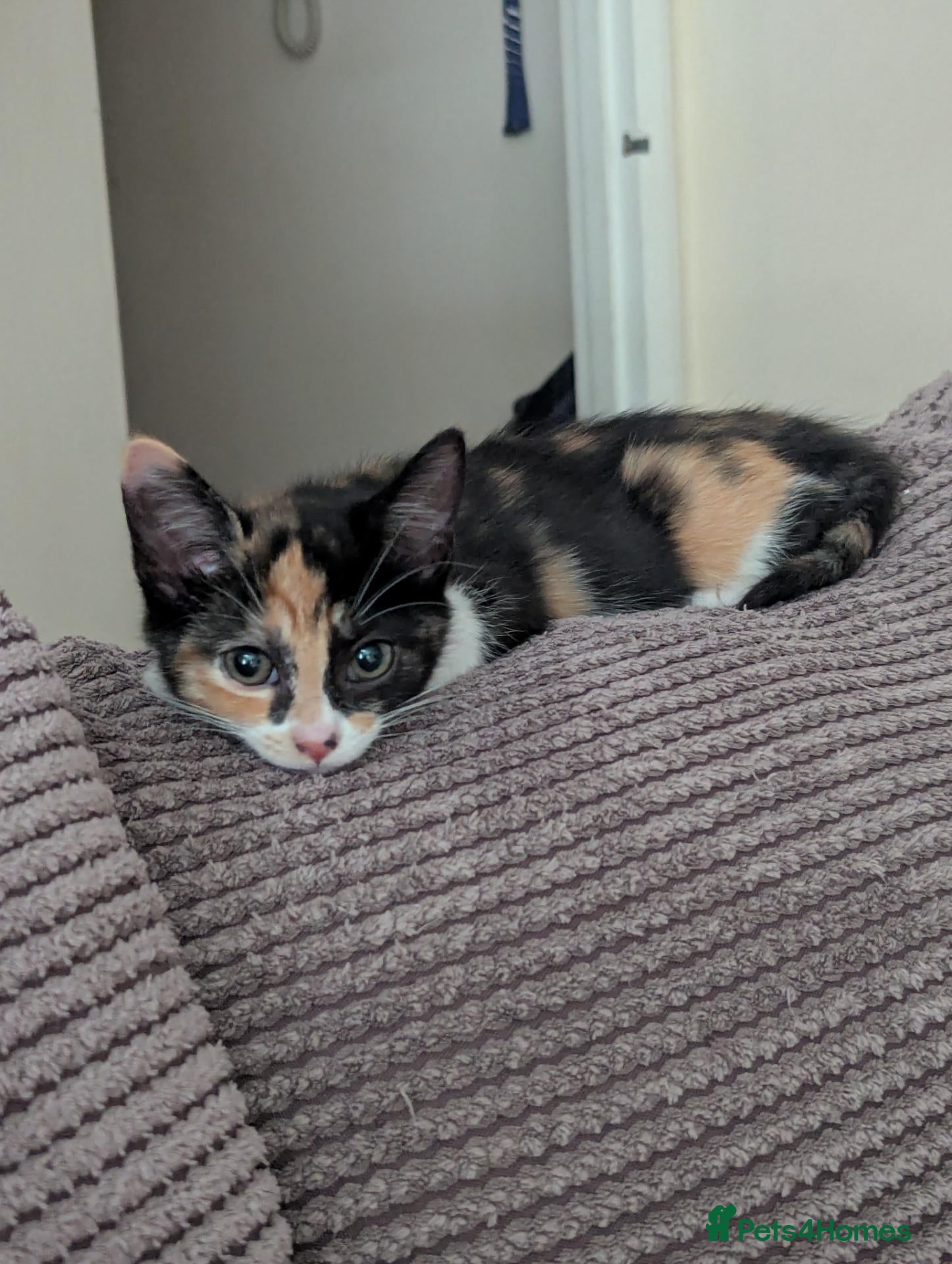 Mixed Breed cats  Baby girl  - Advert 1
