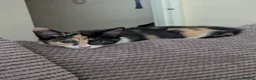 Mixed Breed cats for sale:  Baby girl  - Advert 1