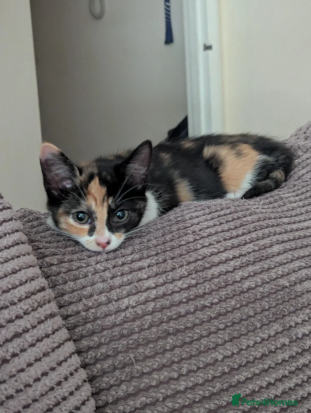Mixed Breed cats for sale:  Baby girl  - Advert 1
