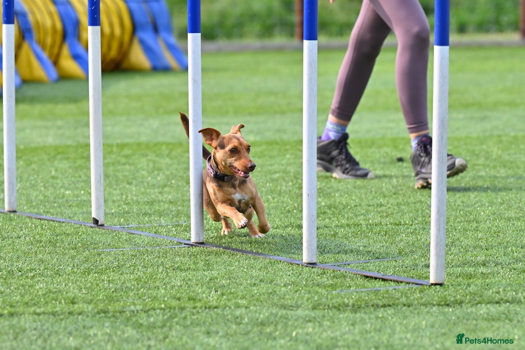 Jack Russell dogs for sale: Lilac and Chocolate Jack Russell Terrier Puppies  - Advert 11