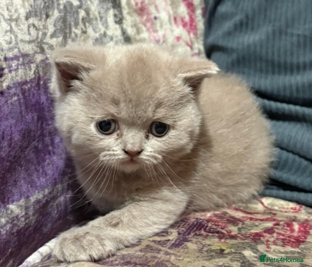 British Shorthair cats for sale: Gorgeous British Shorthair Kittens - Advert 4