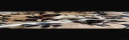 Havanese dogs for sale: 🩷BEAUTIFUL HAVENESE PUPPY’S🩵 in Lincoln - Advert 7