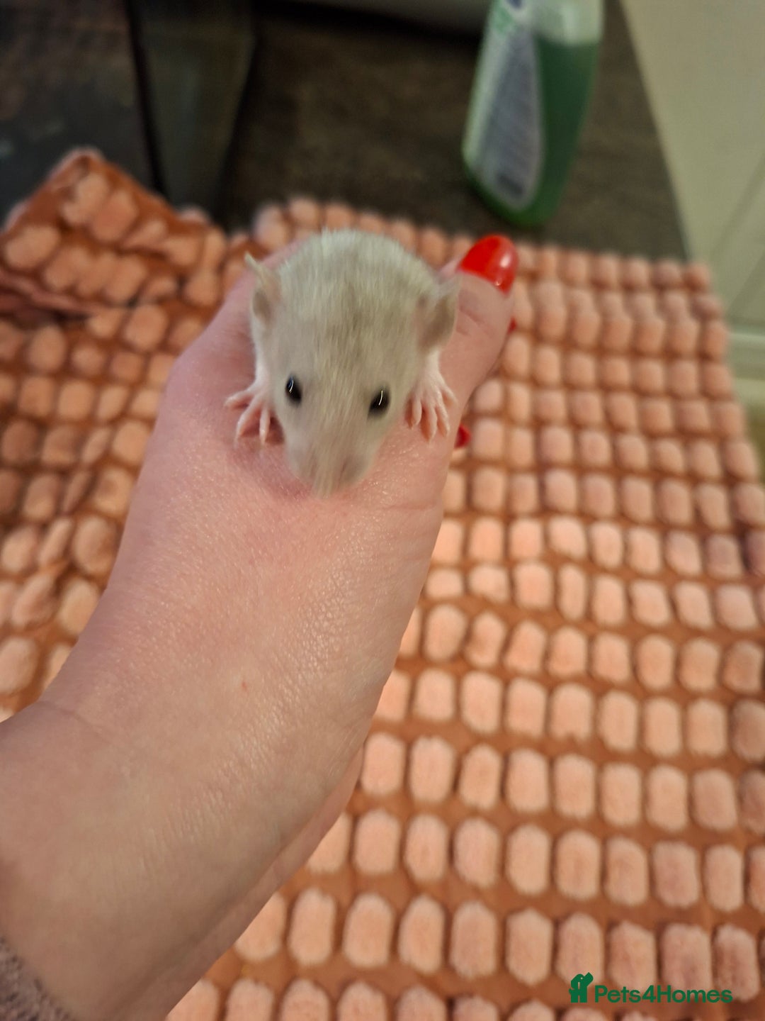 Rat rodents for sale: Fancy baby rats - Image 9