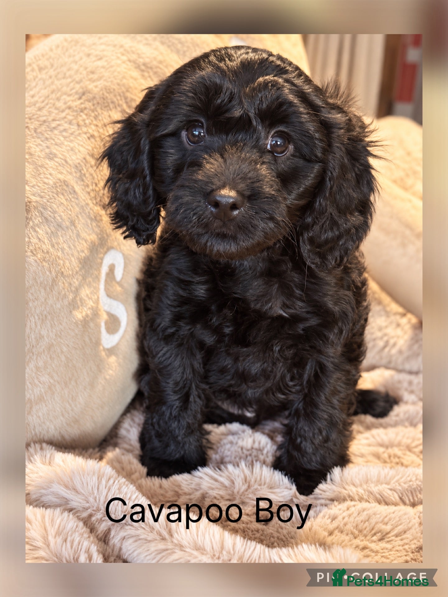 Cavapoo dogs Stunning Black  F1 Cavapoo boy ready now - Advert 1