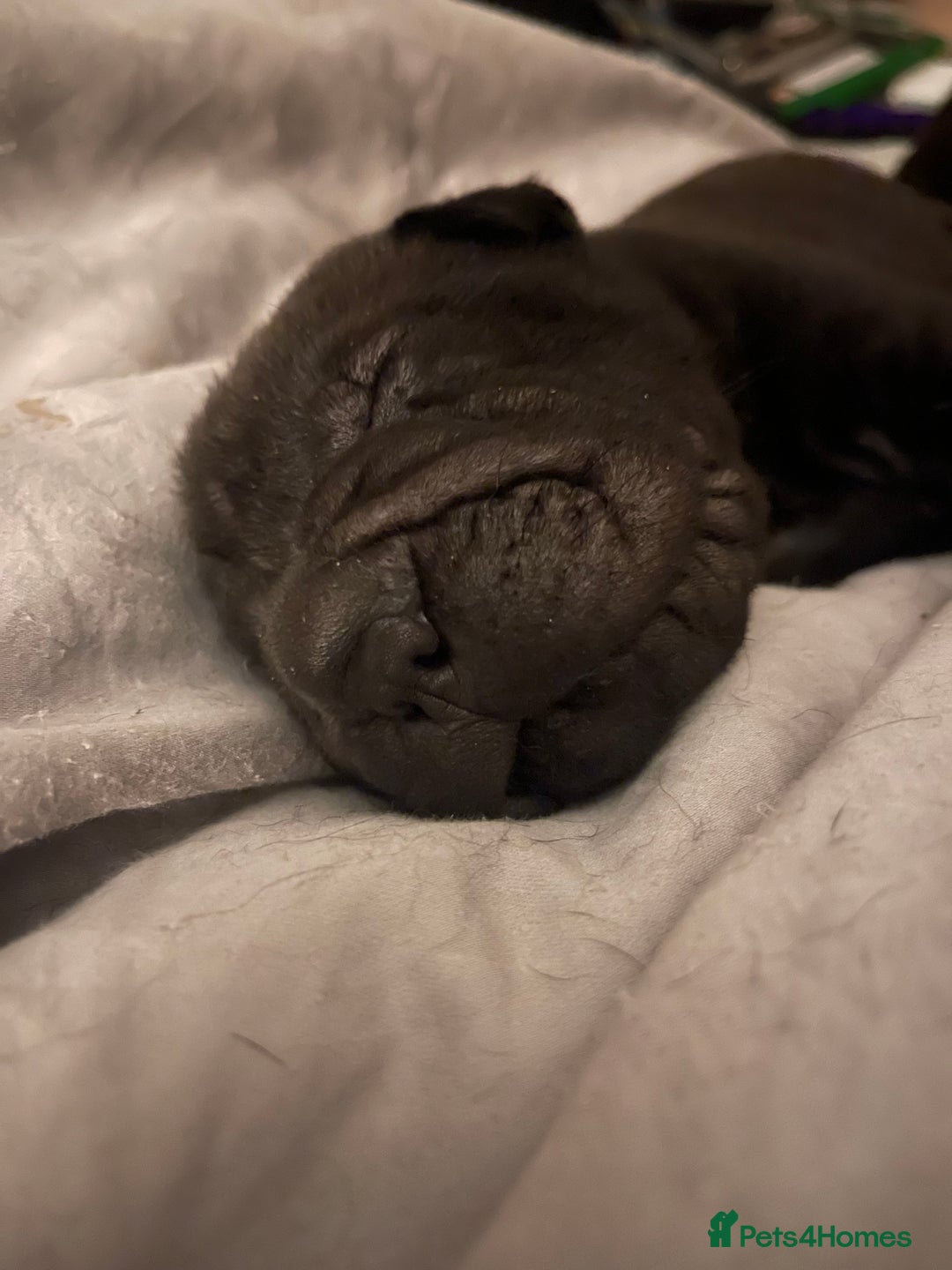 Shar Pei dogs for sale: Shar pei - Advert 4