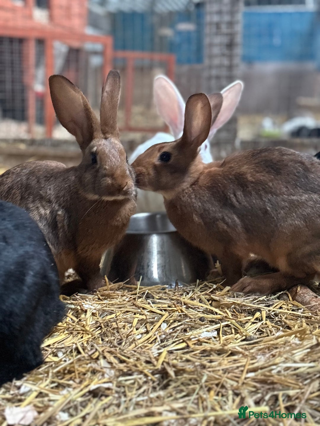 Belgian Hares rabbits for sale: Belgian hares  - Advert 3