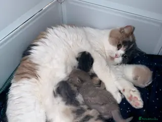 British Shorthair cats British shorthair kittens 2 calico girls left 😍 - Advert 1