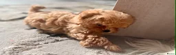 Maltipoo dogs for sale: 🥰 UNIQUE LOVE Tiny Asian Maltipoo 🥰 - Advert 15