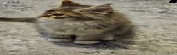 Maine Coon cats for sale: Maine coon kitten - Advert 9