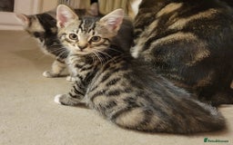 Mixed Breed cats for sale: 2 boys and 1 girl - Image 22