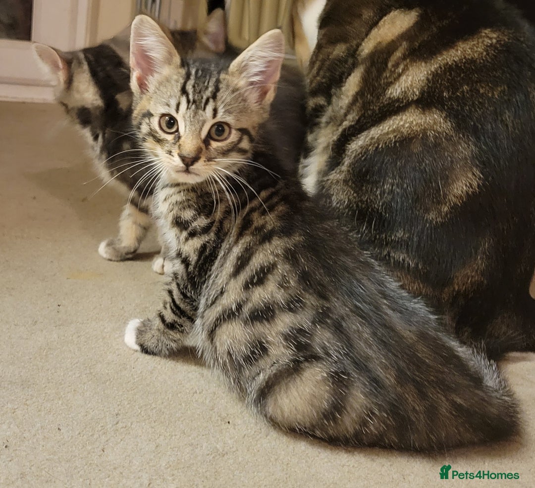 Mixed Breed cats for sale: 2 boys and 1 girl - Image 22