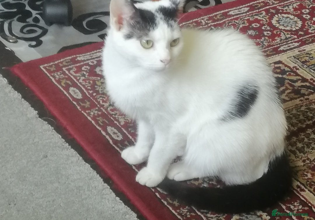 British Shorthair cats for sale: White and black female and male cats - Image 2