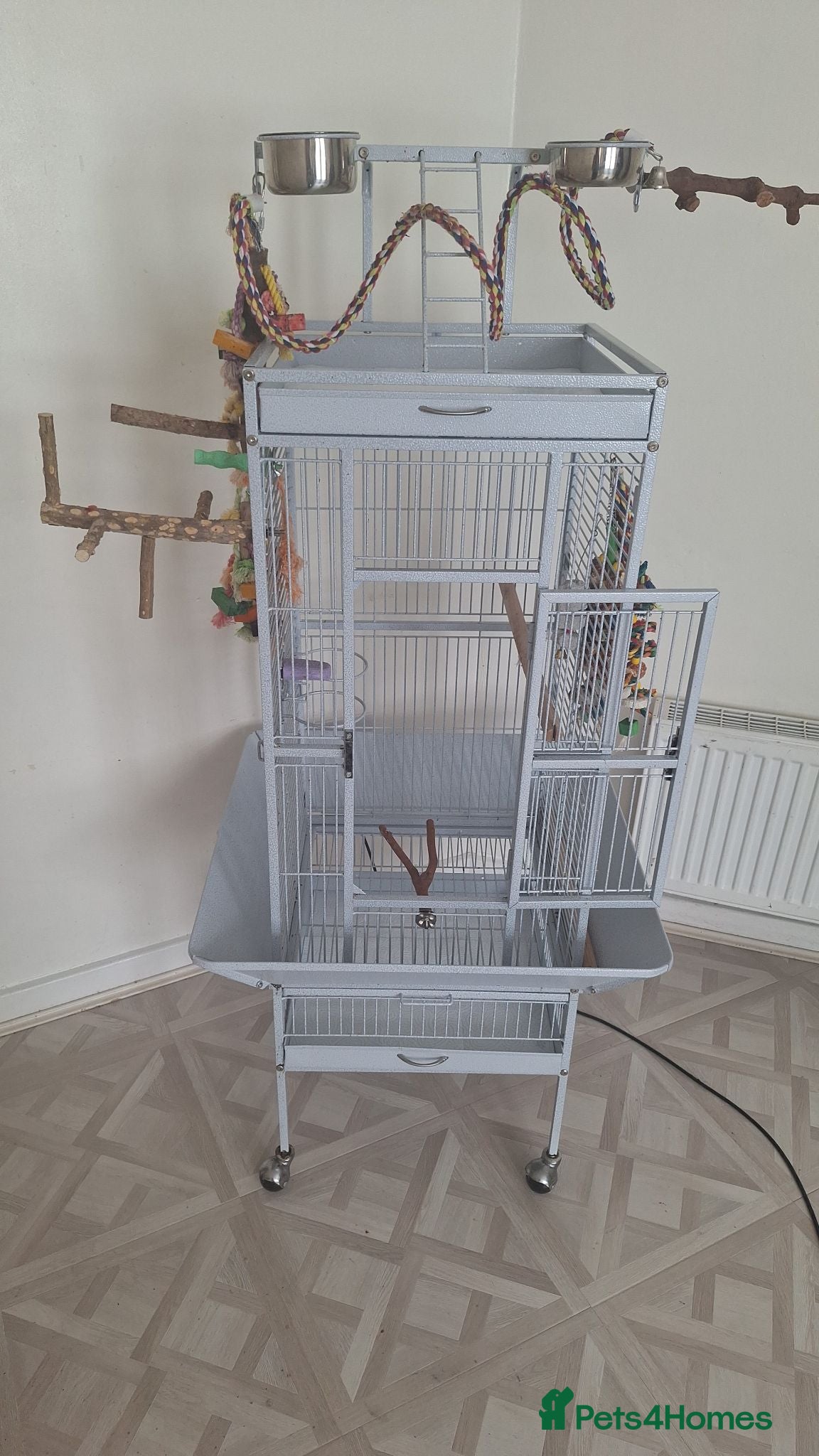 Parrots birds Alexandrine parrot  - Advert 3