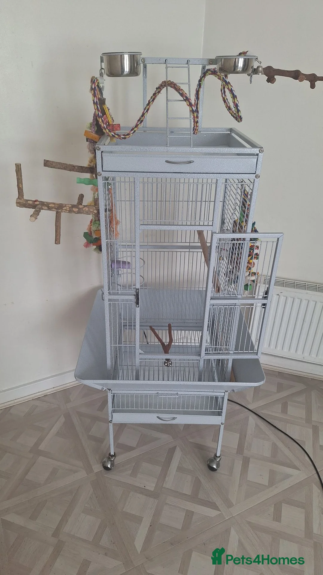 Parrots birds for sale: Alexandrine parrot  - Advert 2