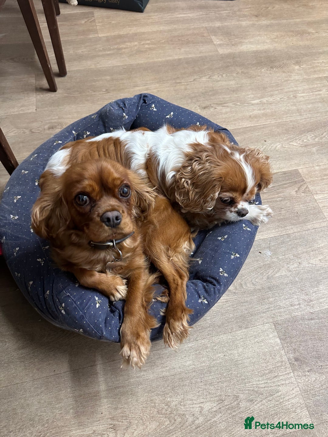 Cavapoo dogs for sale: Health Tested F1 TOY Cavapoo Puppies  - Advert 20