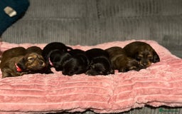 Dachshund dogs for sale: Standard long haired dachshunds  - Advert 7