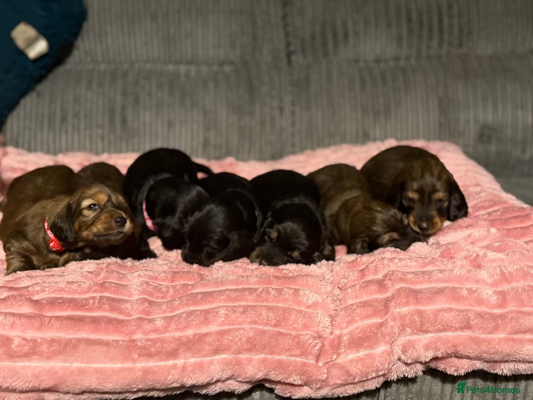 Dachshund dogs for sale: Standard long haired dachshunds  - Advert 7