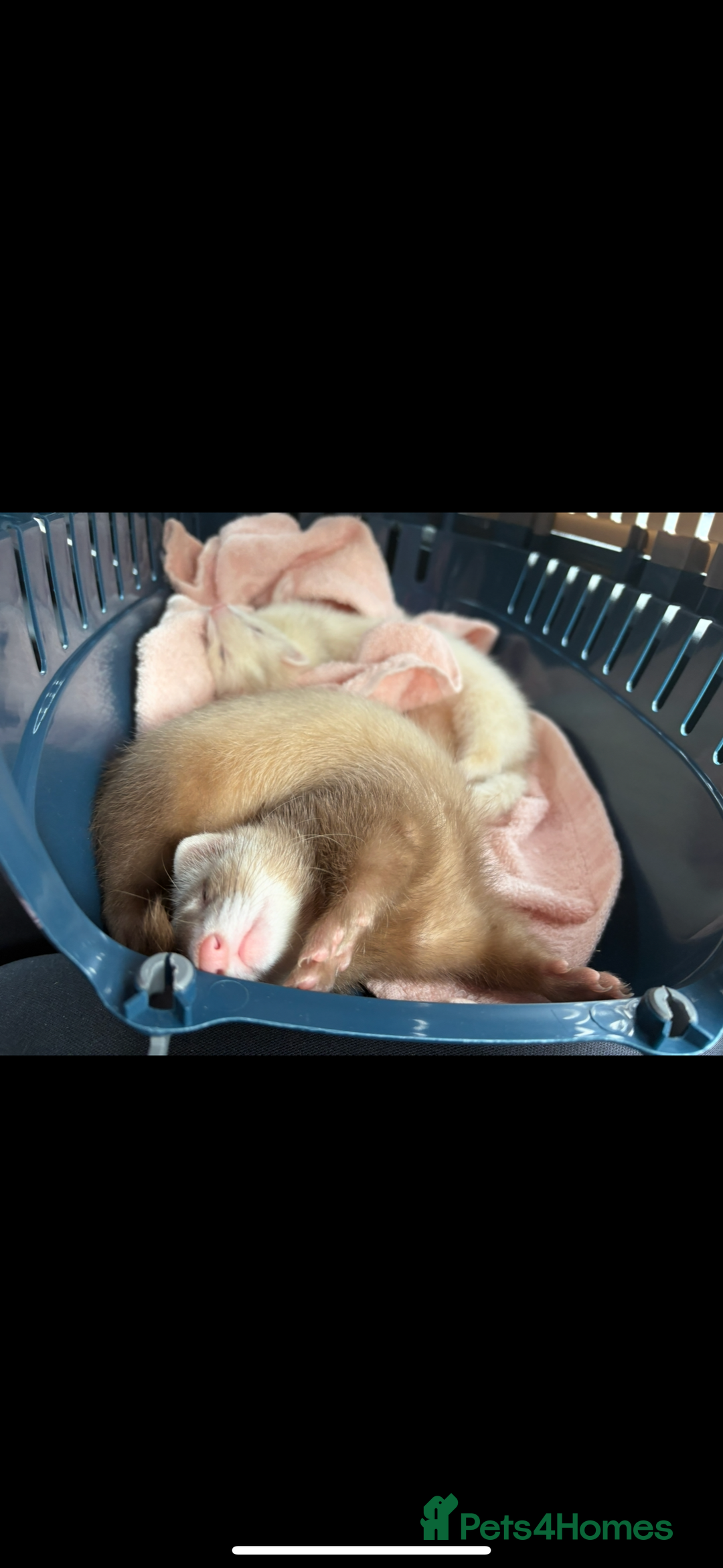 Ferret rodents for sale: 2 Ferret Jills 4 months old  - Advert 12