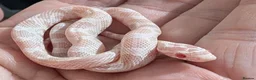 Corn Snake reptiles for sale: Halo/Green Blotch Corn snakes  - Advert 3