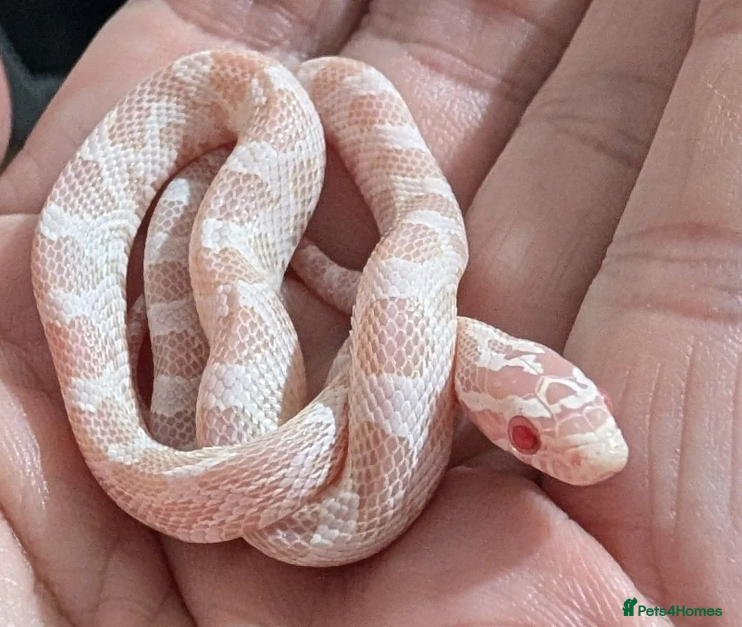 Corn Snake reptiles for sale: Halo/Green Blotch Corn snakes  - Advert 3